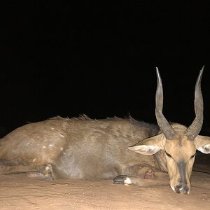 South Africa Hunt Bushbuck