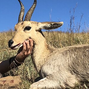 South Africa Hunting Mountain Reedbuck