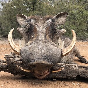 South Africa Hunt Warthog