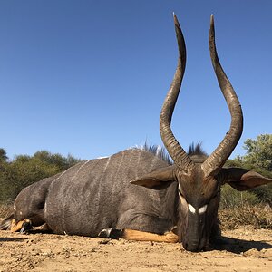 Nyala Hunting South Africa