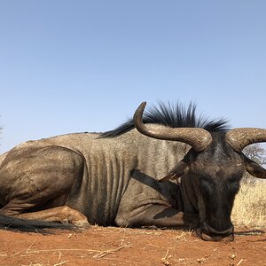 Hunt Blue Wildebeest in South Africa