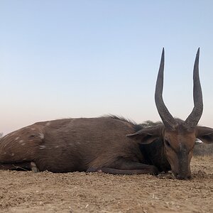 South Africa Hunting Bushbuck