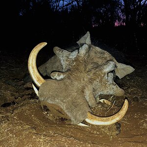 Warthog Hunt South Africa