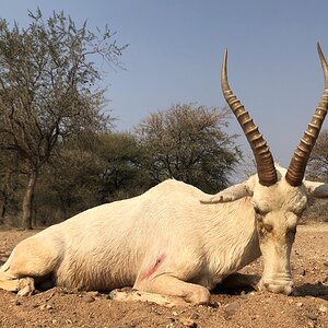 South Africa Hunt White Blesbok