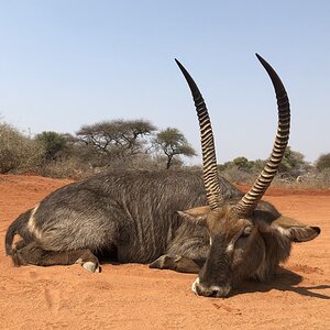 Waterbuck Hunting South Africa