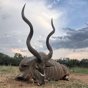 South Africa Hunting Kudu