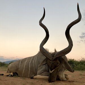 South Africa Hunt Kudu