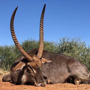 Waterbuck Hunting South Africa