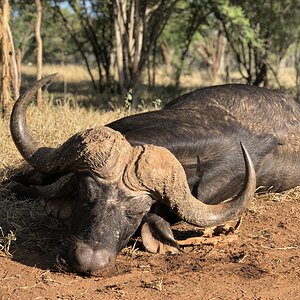 Hunt Cape Buffalo in South Africa