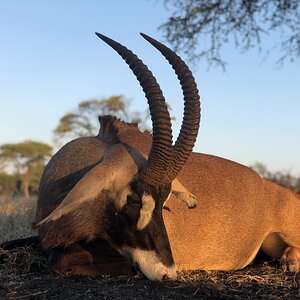 South Africa Hunting Roan