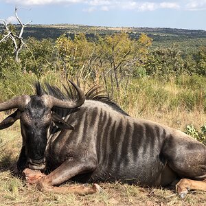 Blue Wildebeest Hunt South Africa