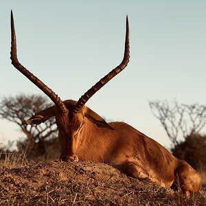 Hunting Impala in South Africa