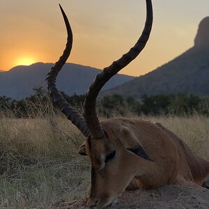 South Africa Hunt Impala