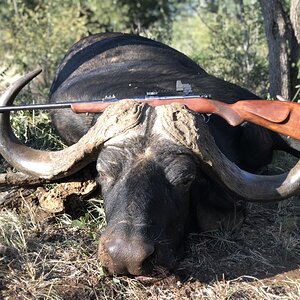 Buffalo Hunting South Africa