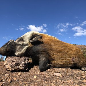 South Africa Hunt Bushpig