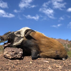 Bushpig Hunting South Africa