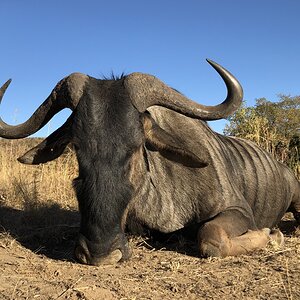 Hunt Blue Wildebeest in South Africa