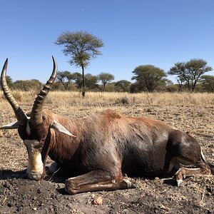 South Africa Hunting Blesbok