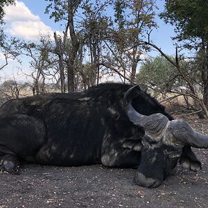 South Africa Hunt Cape Buffalo