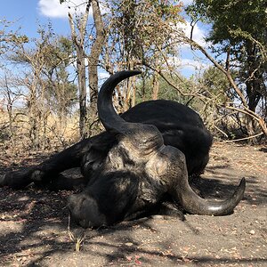 Buffalo Hunting South Africa