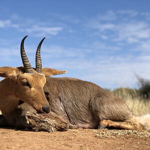 Hunt Mountain Reedbuck in South Africa