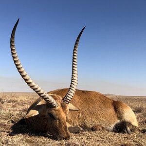 Lechwe Hunt South Africa