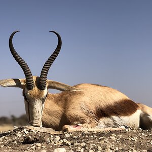 Springbok Hunt South Africa