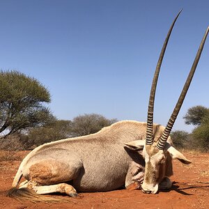 South Africa Hunt Golden Gemsbok