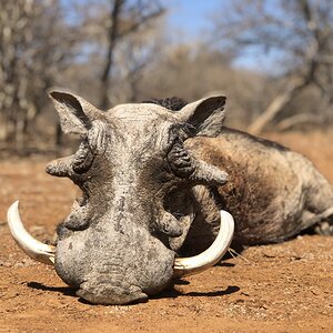 Hunt Warthog in South Africa