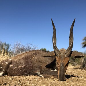 South Africa Hunting Bushbuck