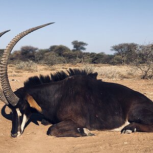 Sable Antelope Hunt South Africa