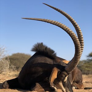 Hunting Sable in South Africa