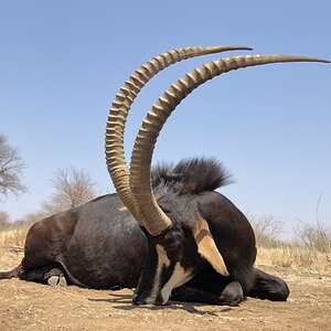 South Africa Hunt Sable Antelope