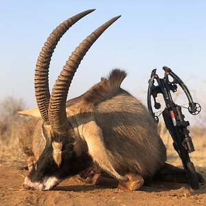 South Africa Crossbow Hunt Roan