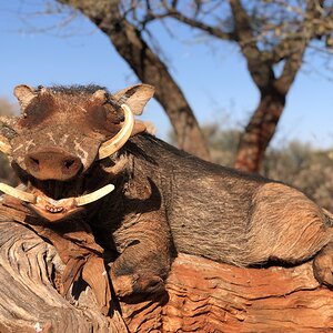 Warthog Hunting South Africa