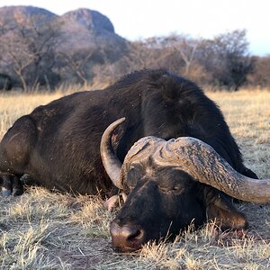 Hunt Cape Buffalo in South Africa