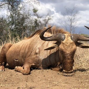 South Africa Hunting Golden Wildebeest