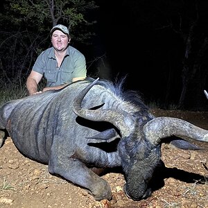 South Africa Hunt Blue Wildebeest