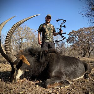 South Africa Bow Hunting Sable