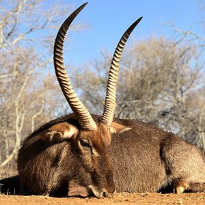 Waterbuck Hunt South Africa