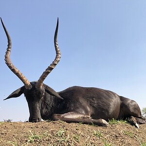 Hunt Black Impala in South Africa