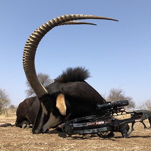 Crossbow Hunt Sable Antelope in South Africa