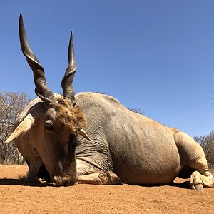 South Africa Hunt Eland