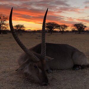 Waterbuck Hunt South Africa