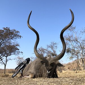 South Africa Crossbow Hunting Kudu