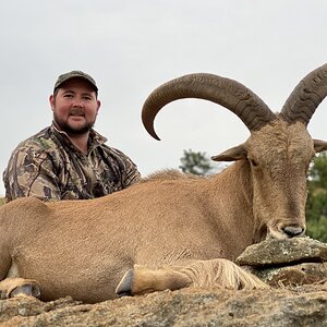 Aoudad Hunt South Africa