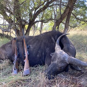 South Africa Hunt Cape Buffalo Cow