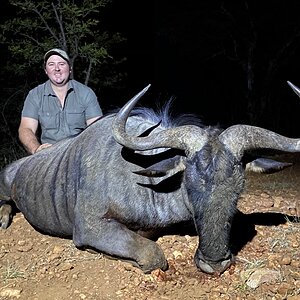 Hunting Blue Wildebeest in South Africa