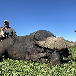 South Africa Hunting Buffalo