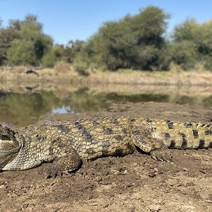 Hunt Crocodile in South Africa